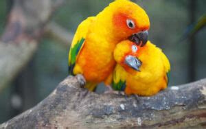 風水鳥|ふくろう!【縁起のいい鳥まとめ】幸運の前兆！鳥の。